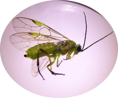 Euura scutellata